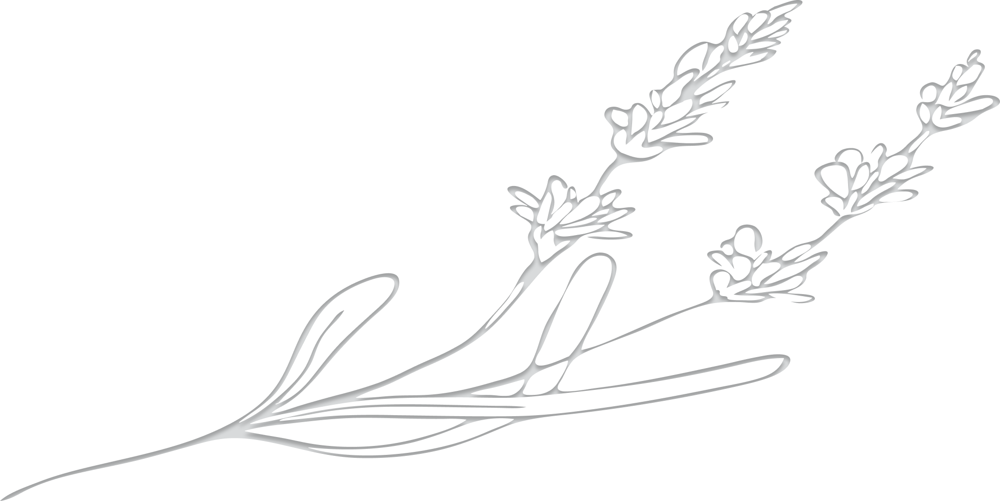 Decorative Lavender