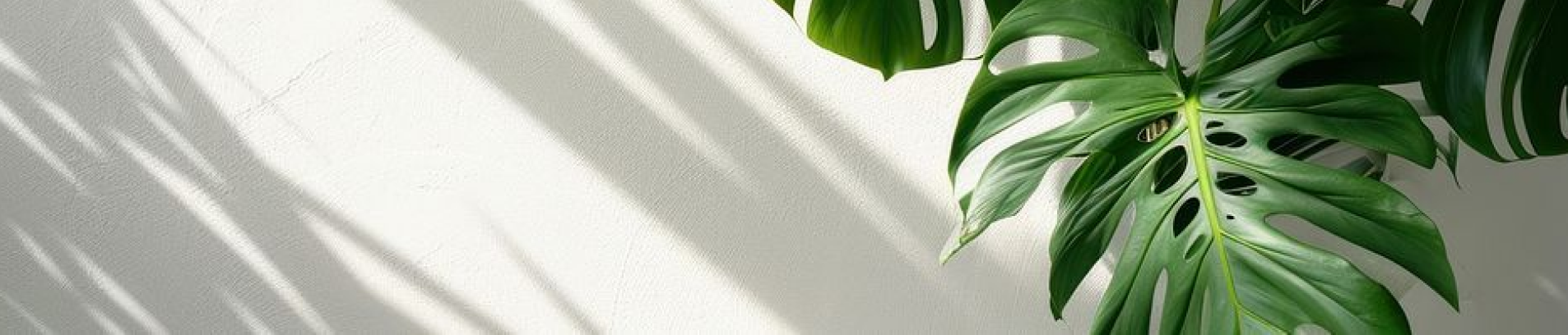 Lush green plants in a salon